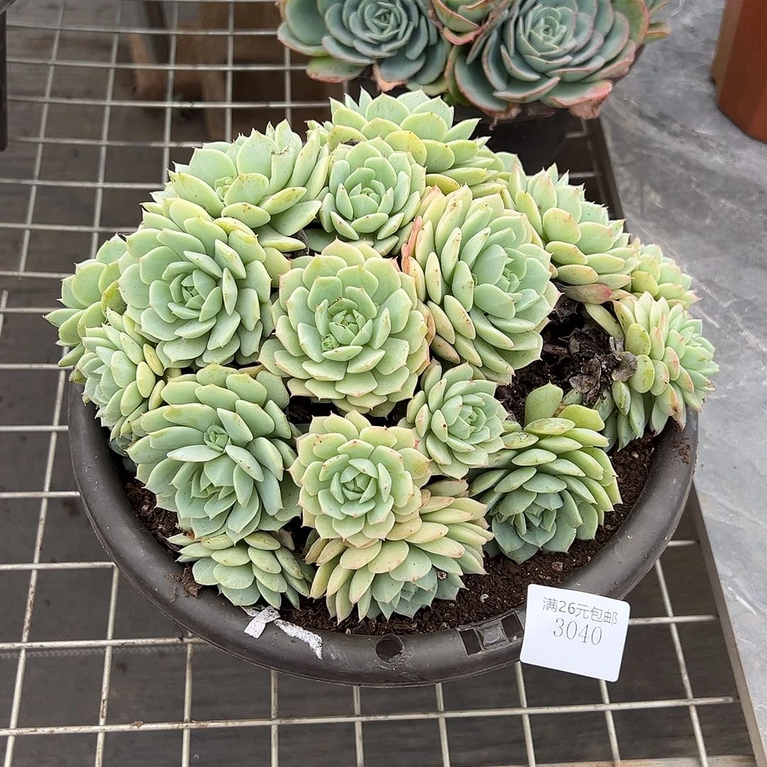 小***姐3040静月多肉植物多肉