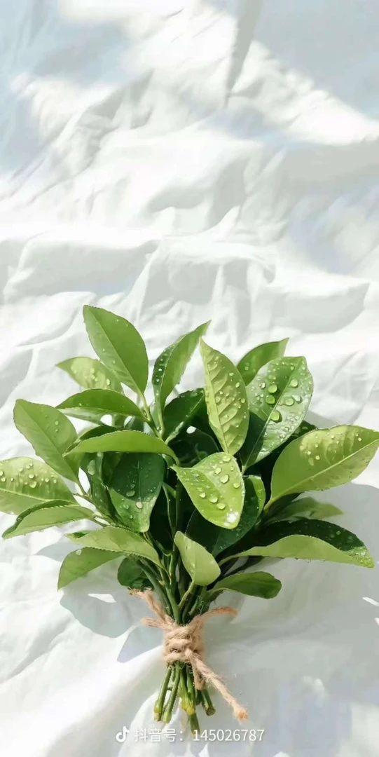 小张推荐文具以直播间介绍为准036