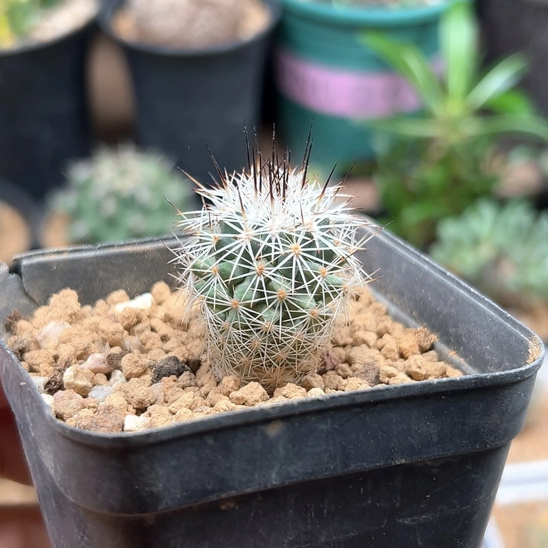 西伯利亚白琅玉实生