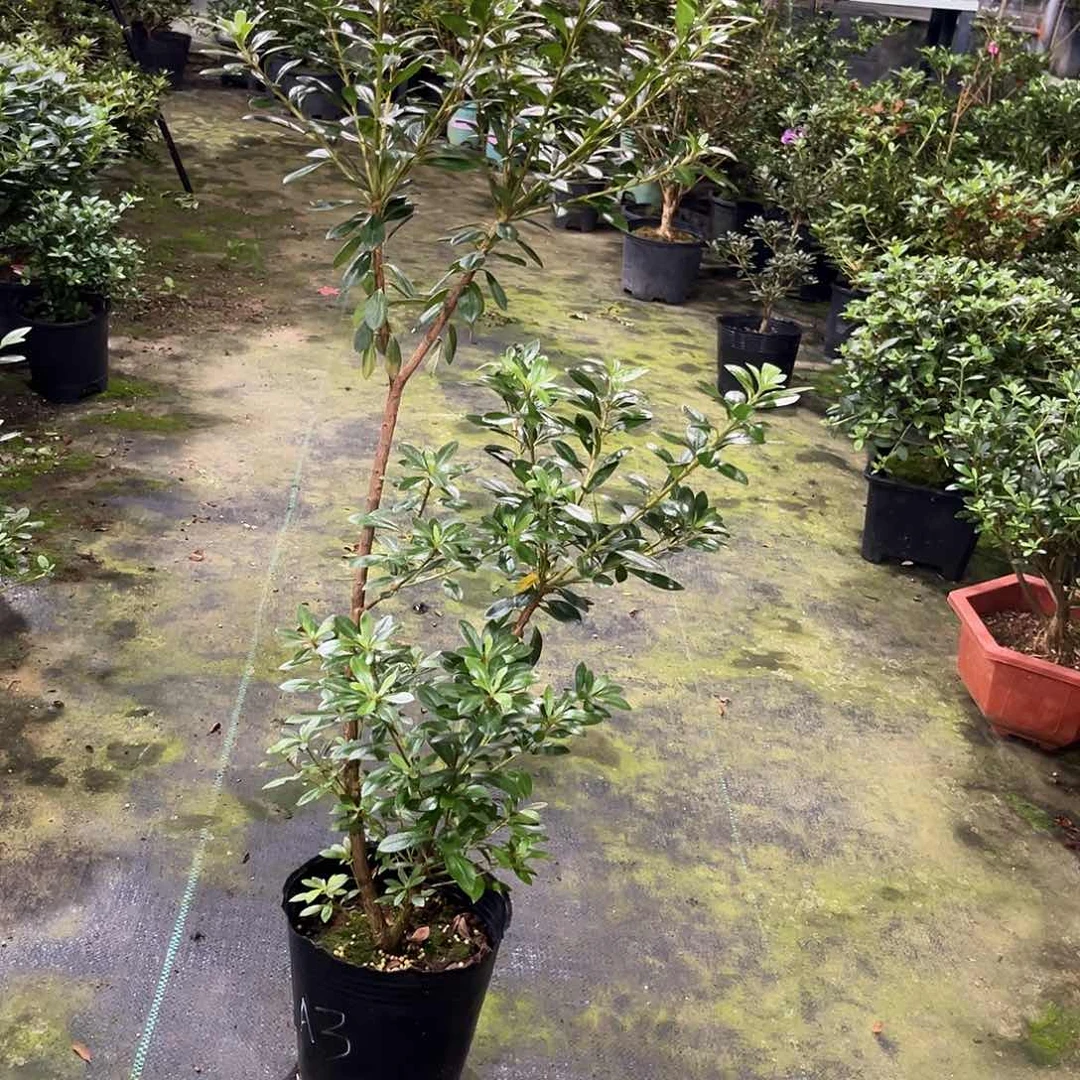 皋月杜鹃鸨羽惠比须