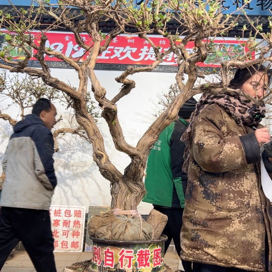 无花朵金银花5555558888888888