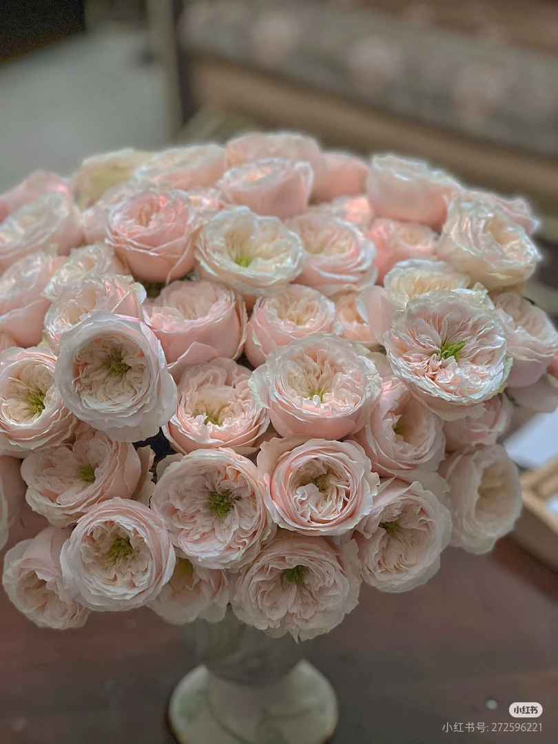 多头达琳顿10支 两单包邮一单或低温不拍保温冻坏不售后