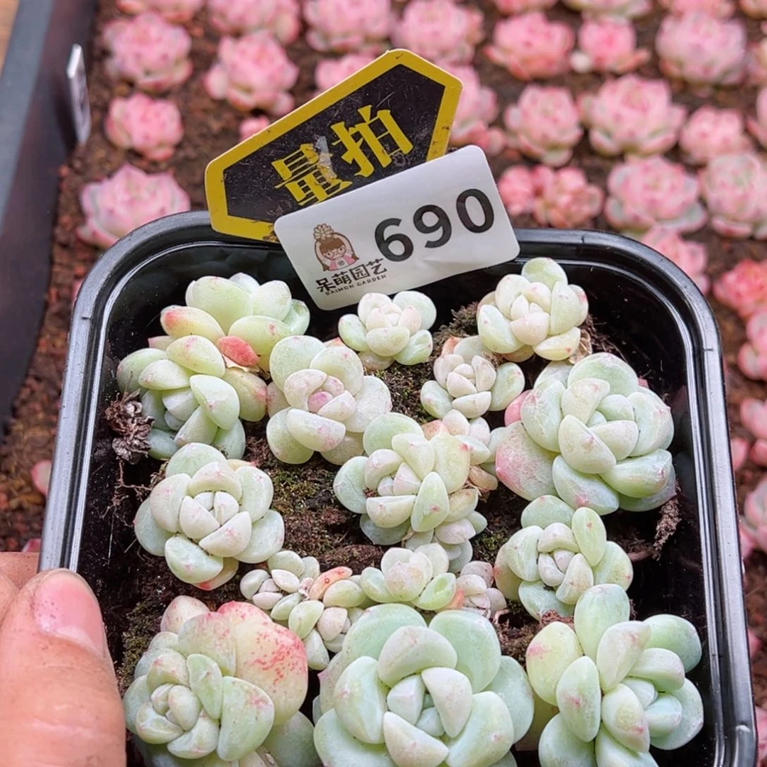 多肉植物多肉植物