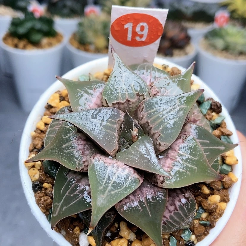 【闪购商品】19酒吞童子