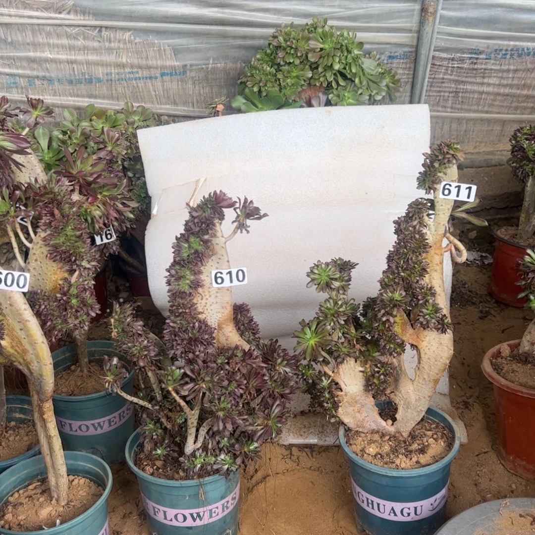 有伤两颗黑缀610.611高度38.40