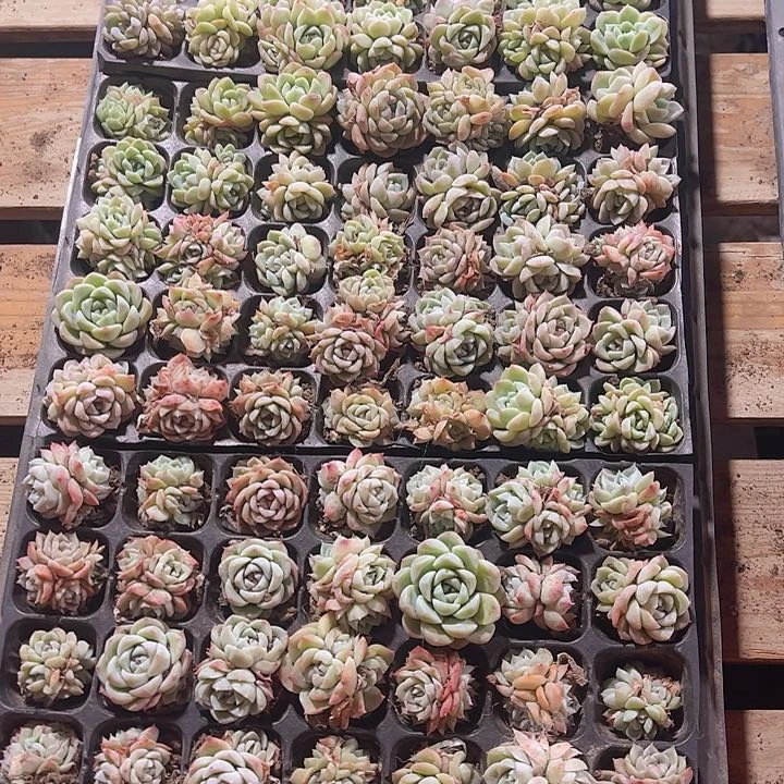 直播福利一物一拍600