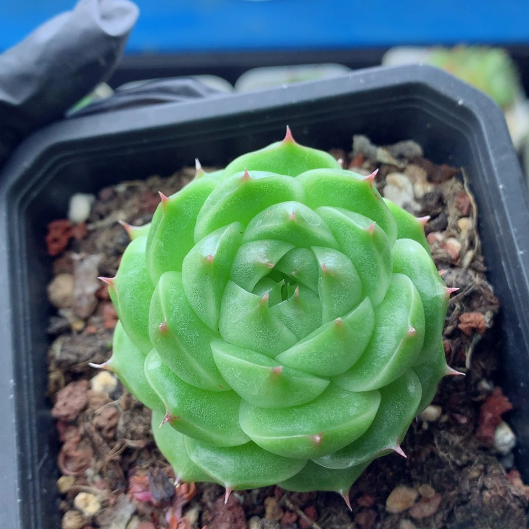 58包邮 群生不包整麦秆41