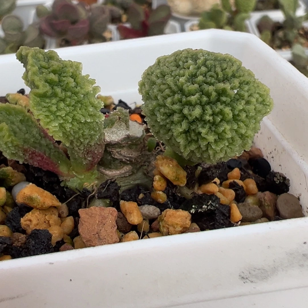 实生新品多头纯木质桩多肉植物