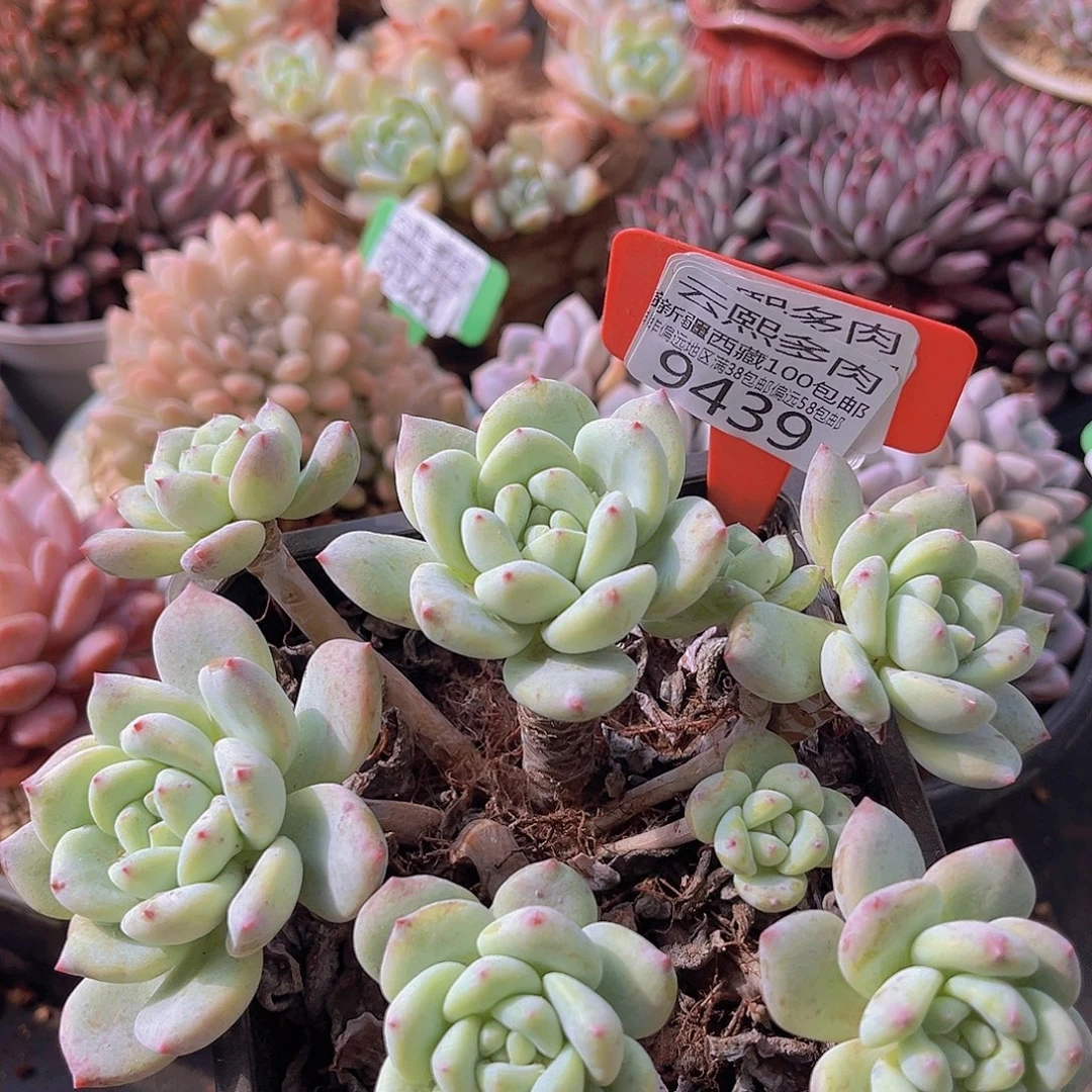 9439望舒多肉植物