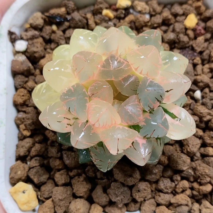 【闪购商品】101灵犀玉露锦