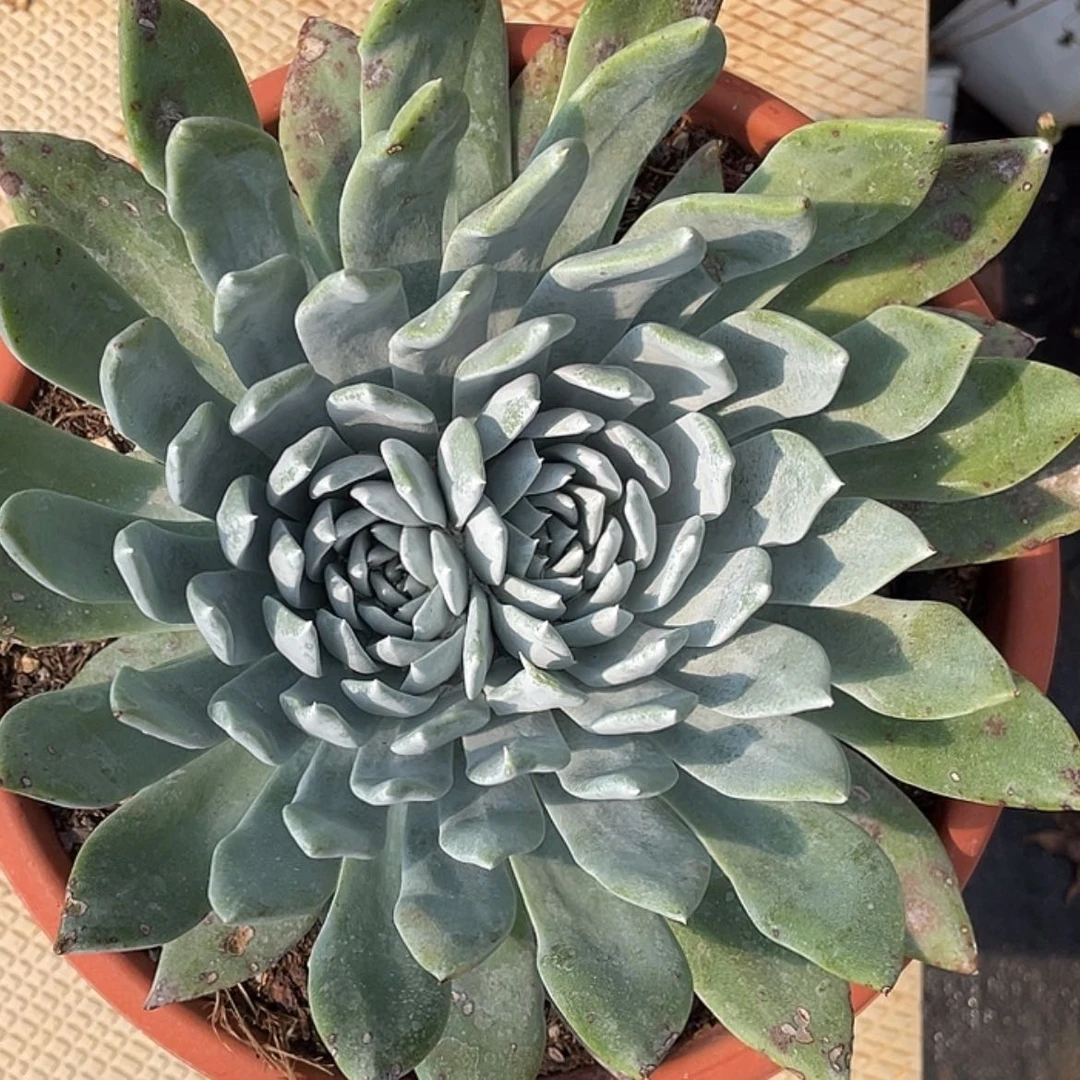 【闪购商品】赛丽娜老庄