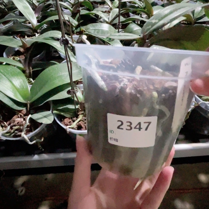 是***错完全开放WJ西-2347