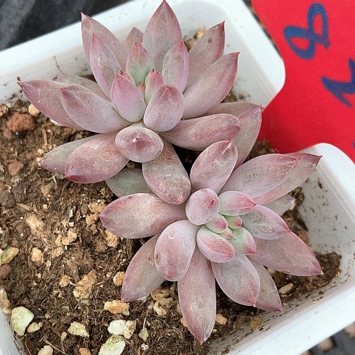 多肉植物虞美人824