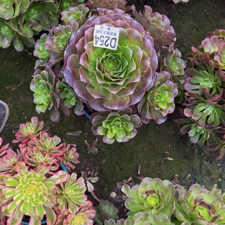 梅金花25-21包邮花花