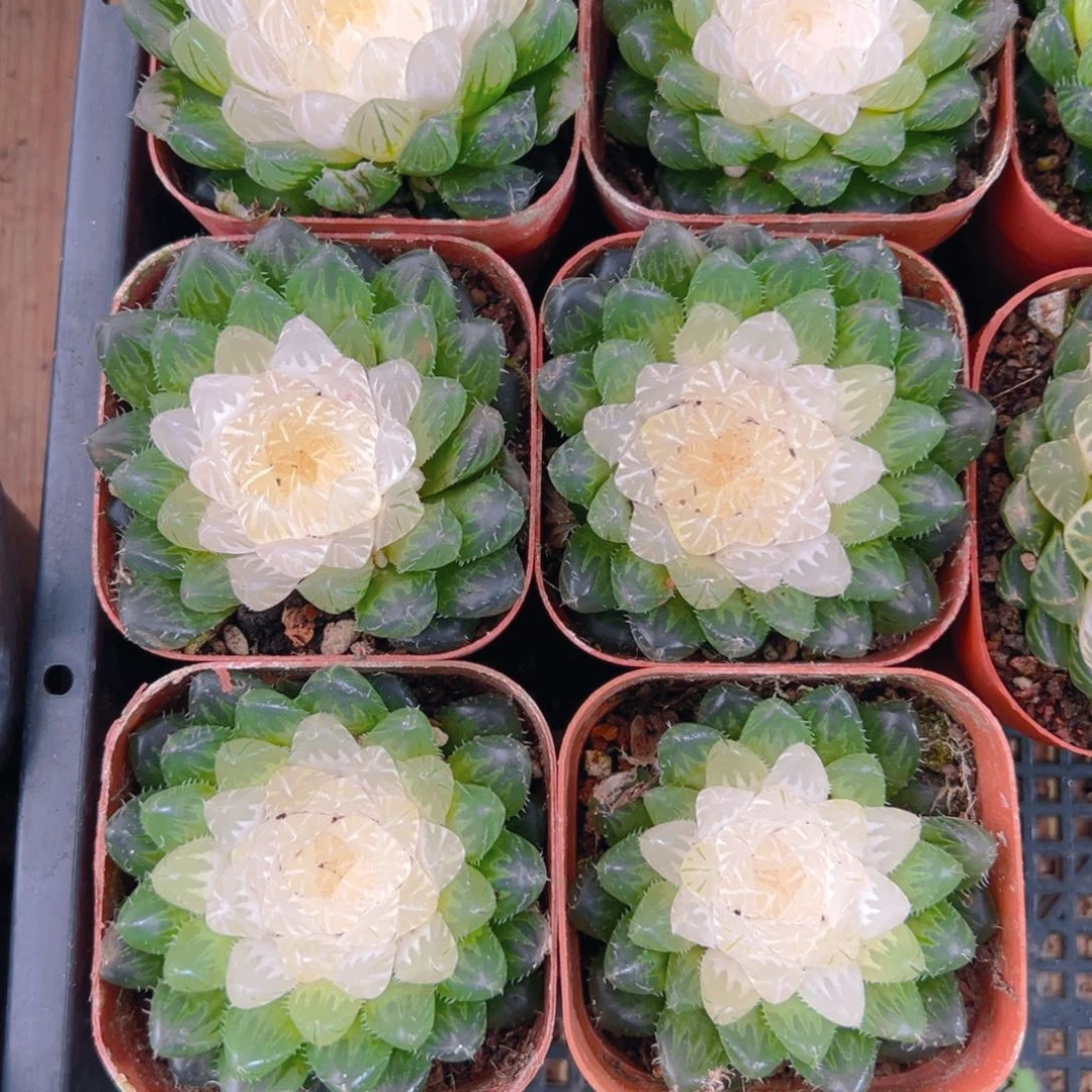 6白莲花玉露多肉多肉一颗