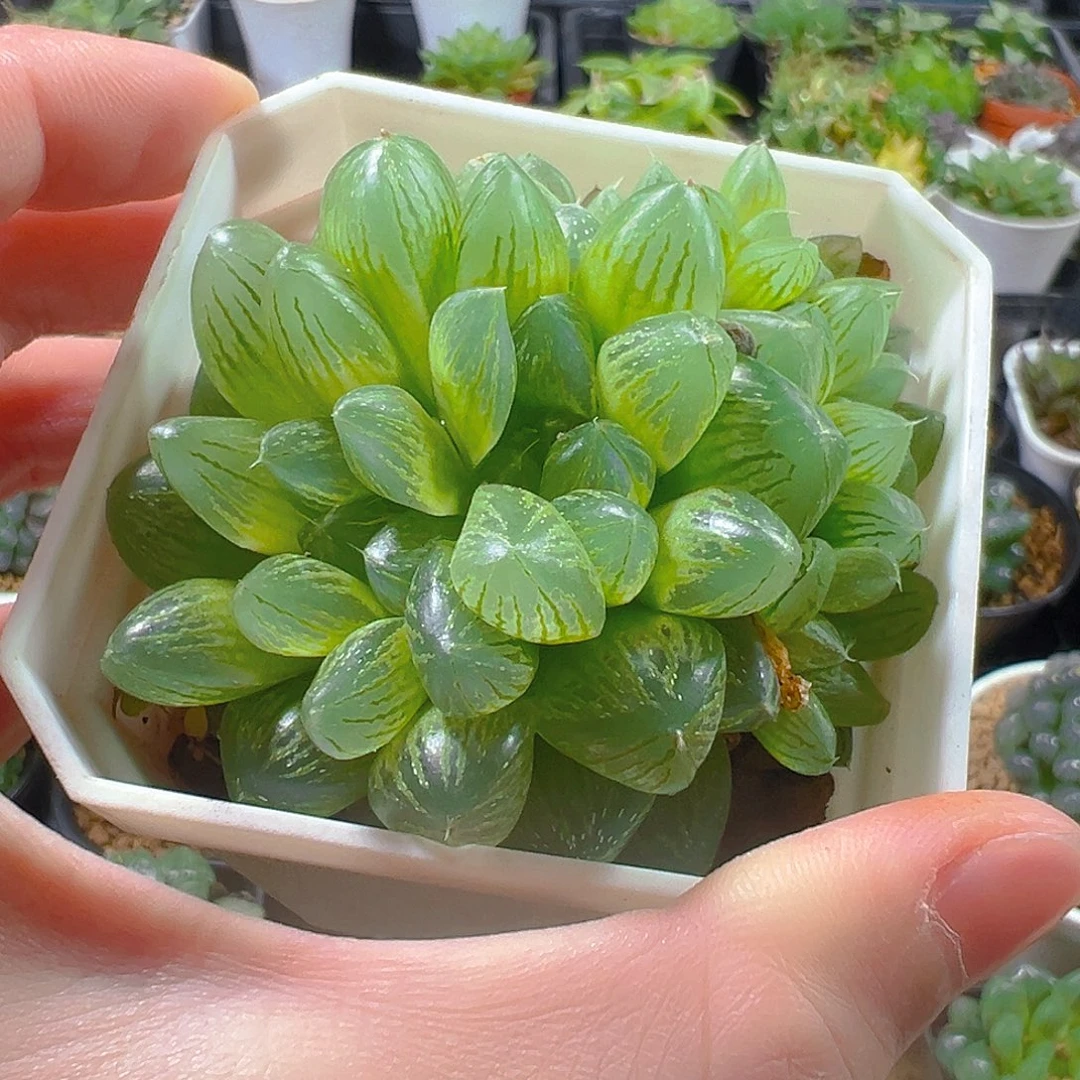 白盆雪花群玉露多肉植物一颗