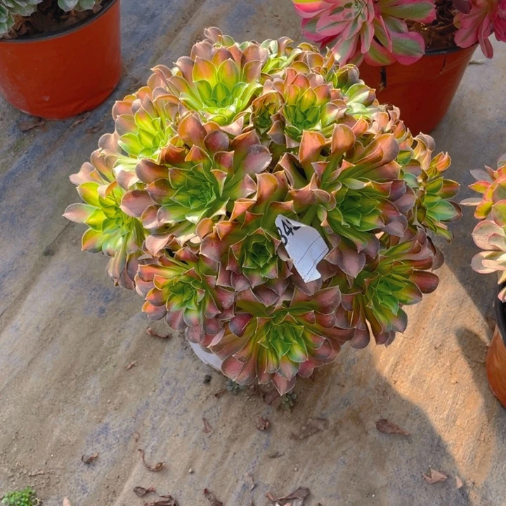 炫**扬多肉韶华法师349