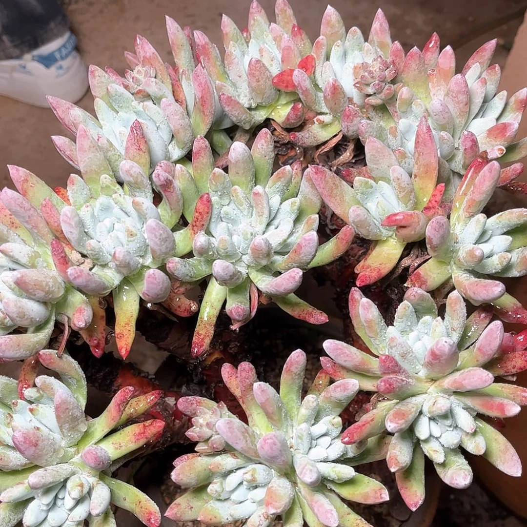 R****瑾6326文森特仙女杯多肉