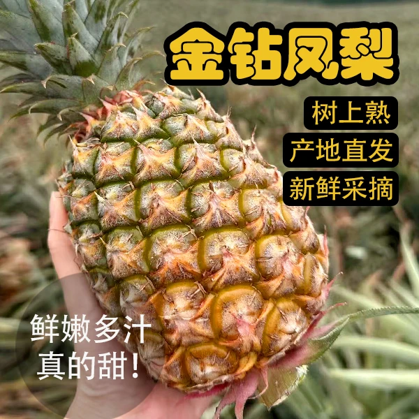 （发京东！！）树上熟海南金钻凤梨新鲜采摘 香甜多汁 原产地京东直发