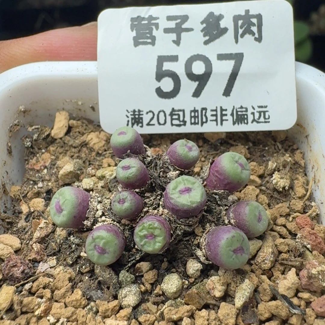 产地小红嘴带盆土。