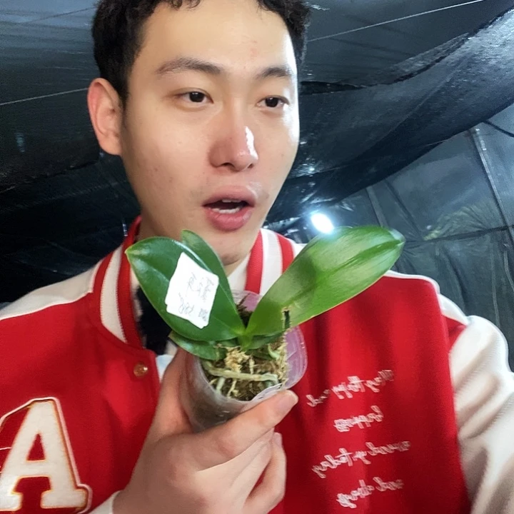 无花朵薰衣草蝴蝶兰