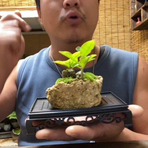 红陶一物一拍所见即所得201