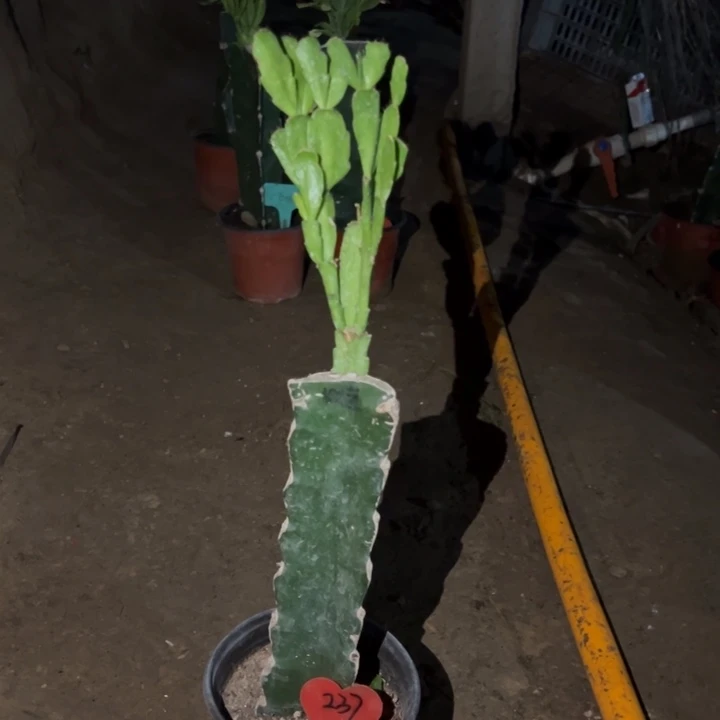 爱***华当前无花栽培后可以开花237红莲