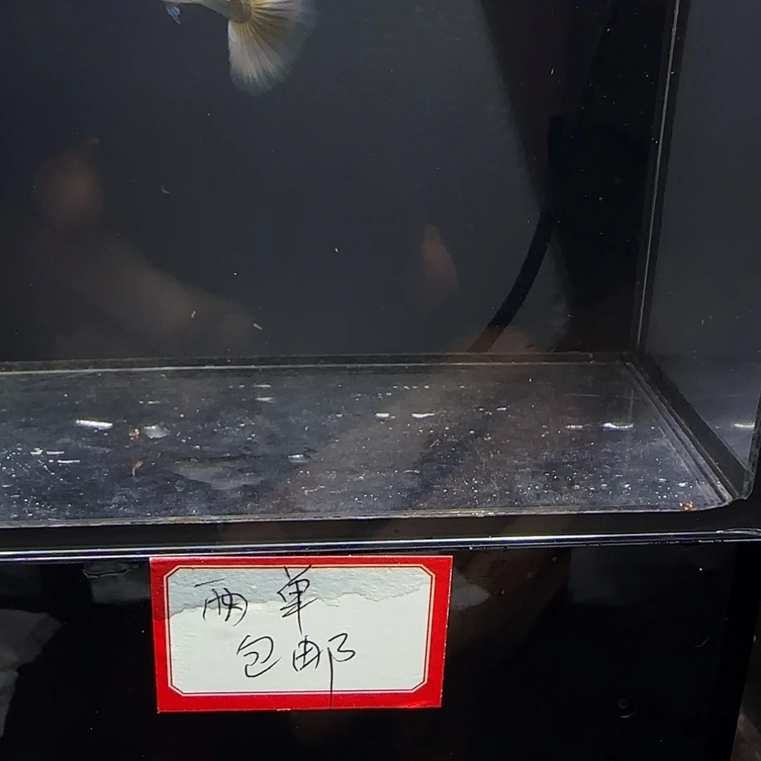 孔雀鱼樱花粉狮一对