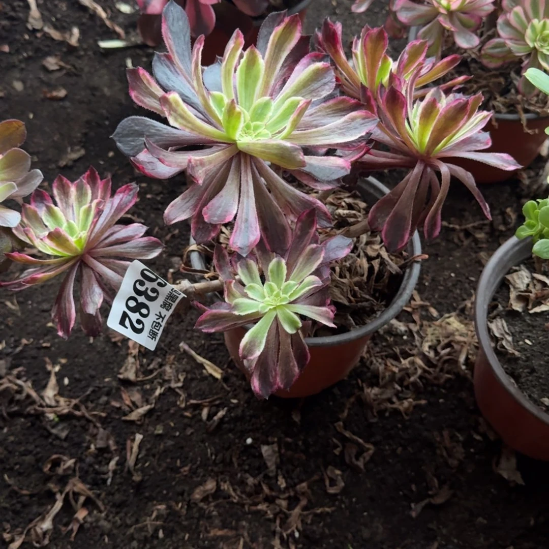 法师水墨画6382 19-37