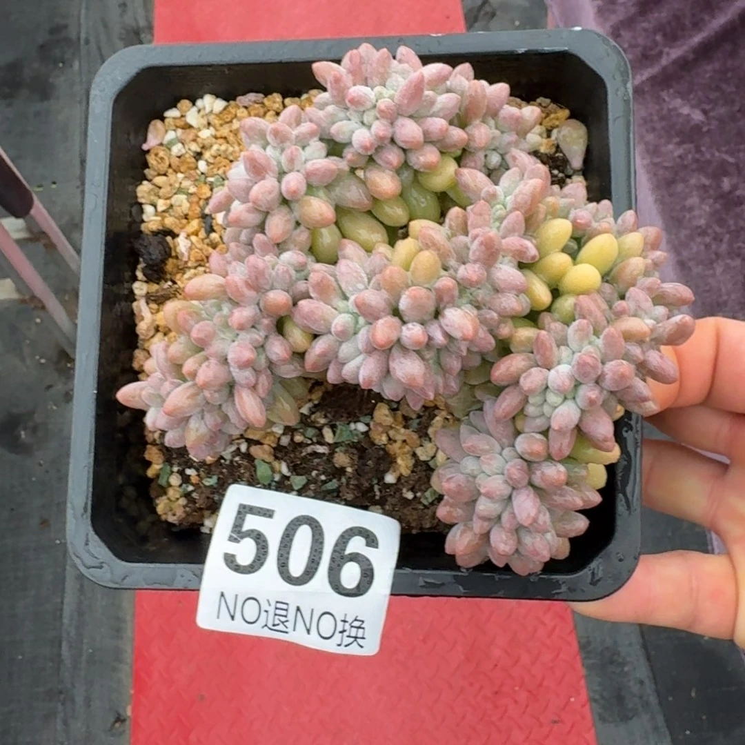 13厘米的尺寸一物一拍506