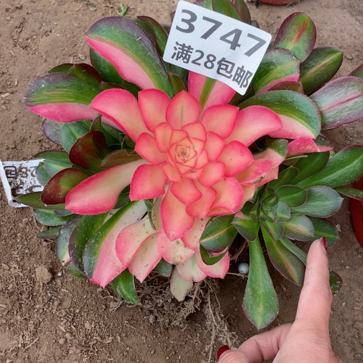 3747一号棚多肉植物B