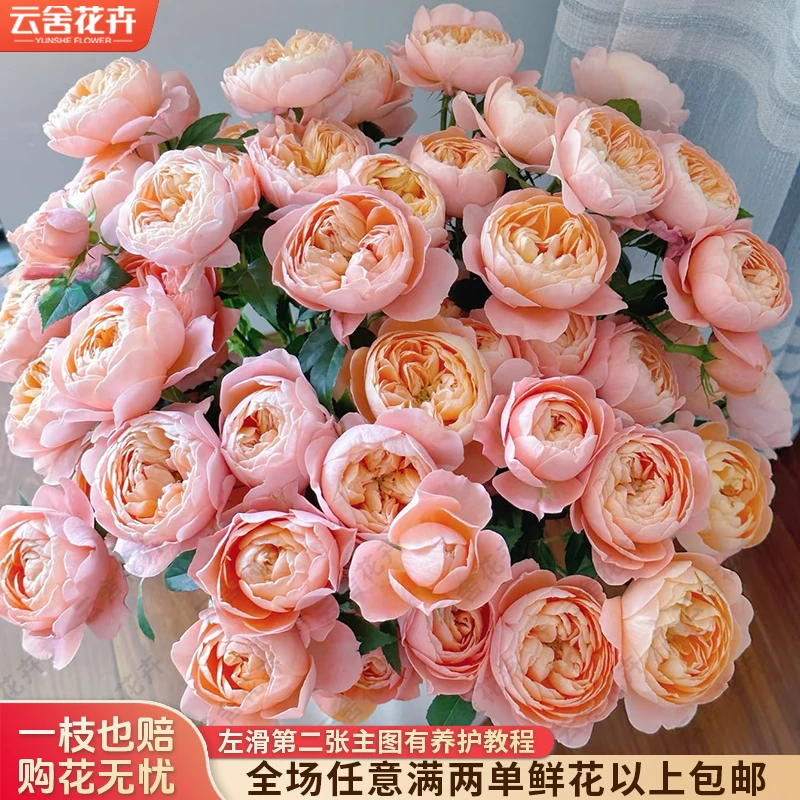 【云舍花卉】【蜜桃汁阳台】多头玫瑰 任意满两单及以上鲜花包邮发货
