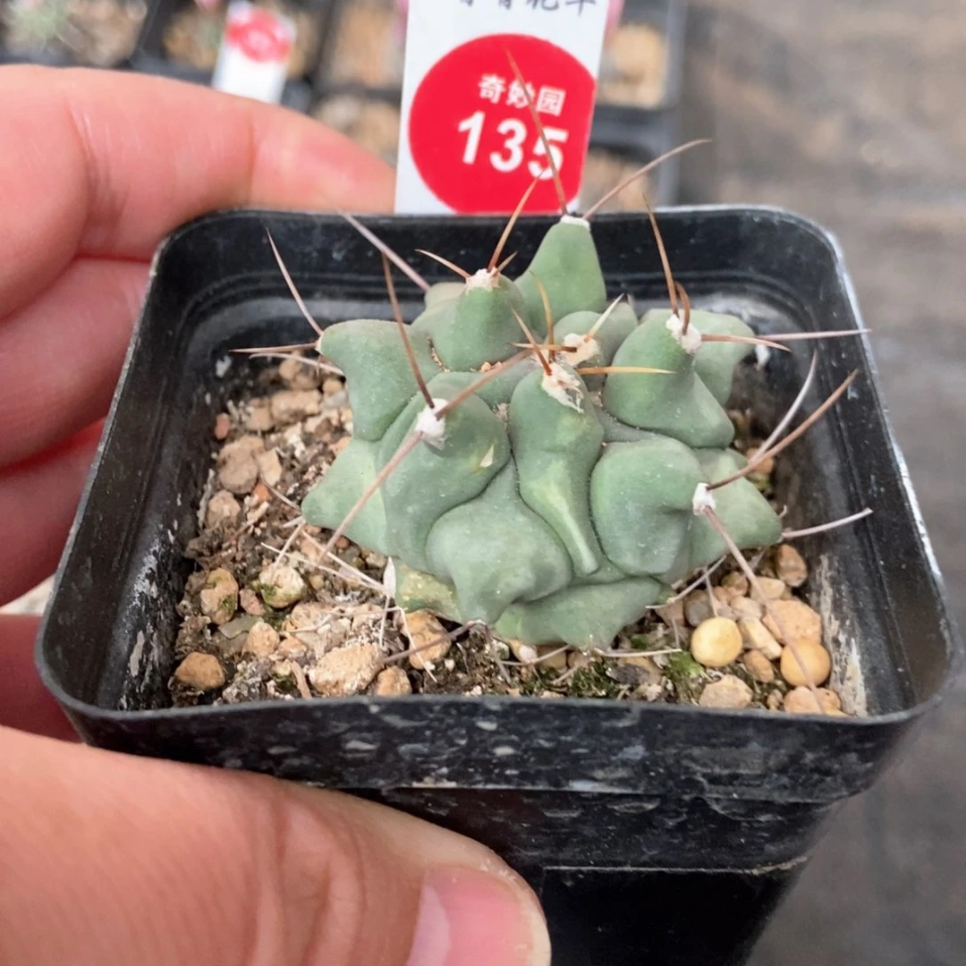 实生眠狮子4.4cm