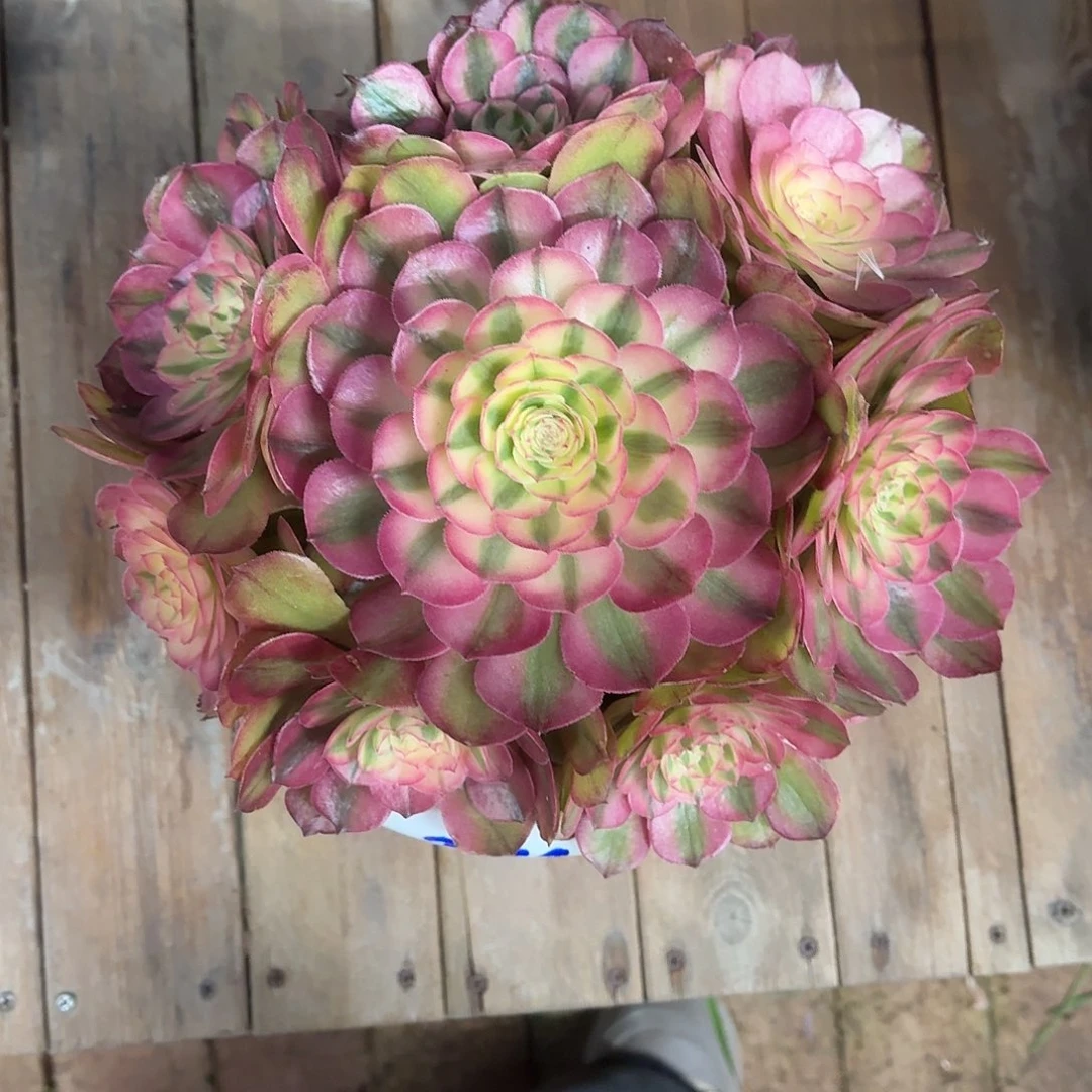 ✪***✺荔枝法师大手捧一物一拍寄养送货