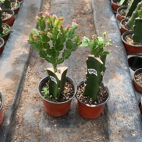 一**土007+006嫁接蟹爪兰：白+黄