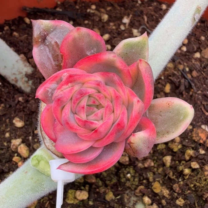 紫水晶锦腹轮锦模特