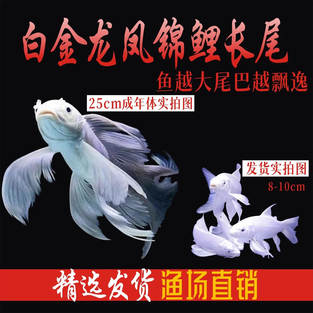 七号红白锦鲤鱼好养黑金冷水混养白金活体黄金鱼缸大正耐观赏鱼
