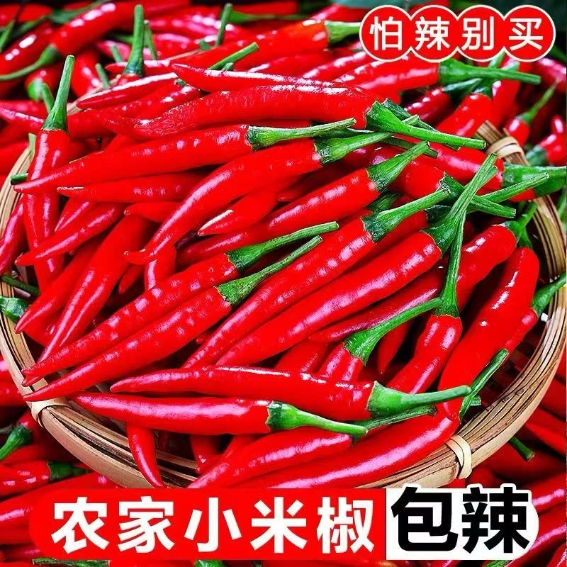新鲜现摘超辣小米椒可用于泡椒剁椒的蔬菜辣椒