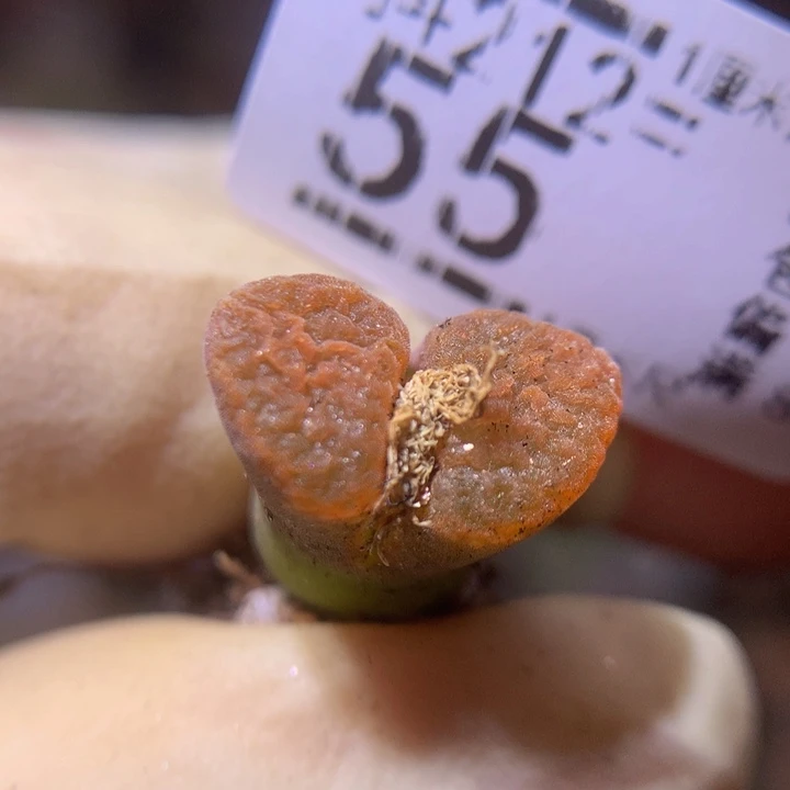 精致生石石212.55