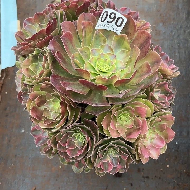 090雨荷掌心多肉法师锦