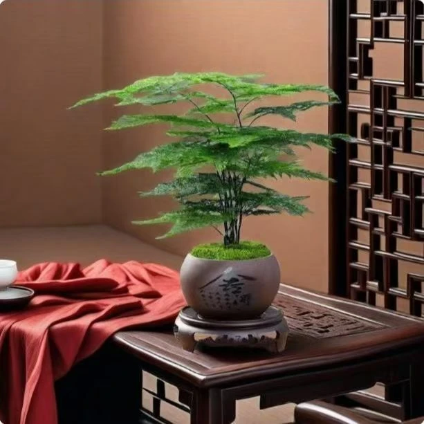 CZ【带陶瓷盆发货】文竹盆栽室内外通用四季常青好养护办公室客厅