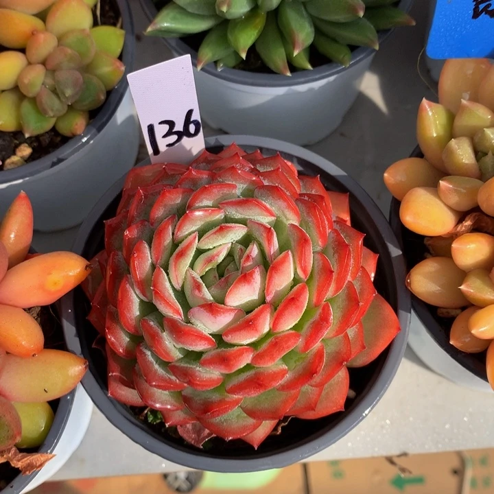 多肉植物7272727227