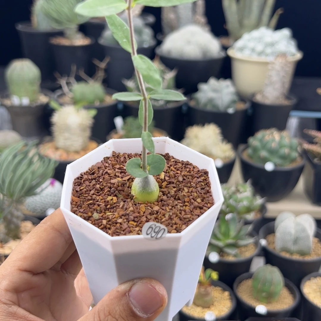 火星人一物一拍690