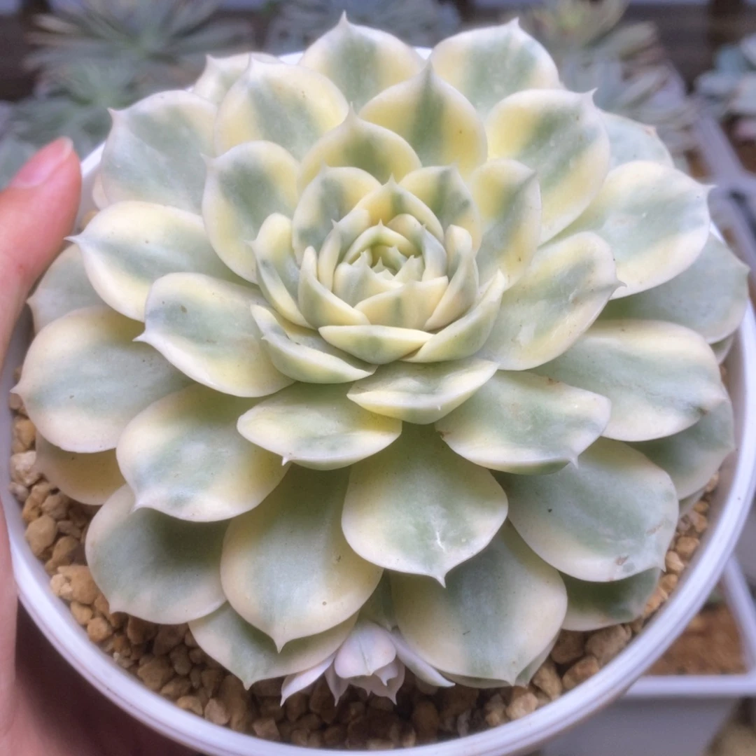 无花朵024昂丝诺锦锦锦锦锦锦锦