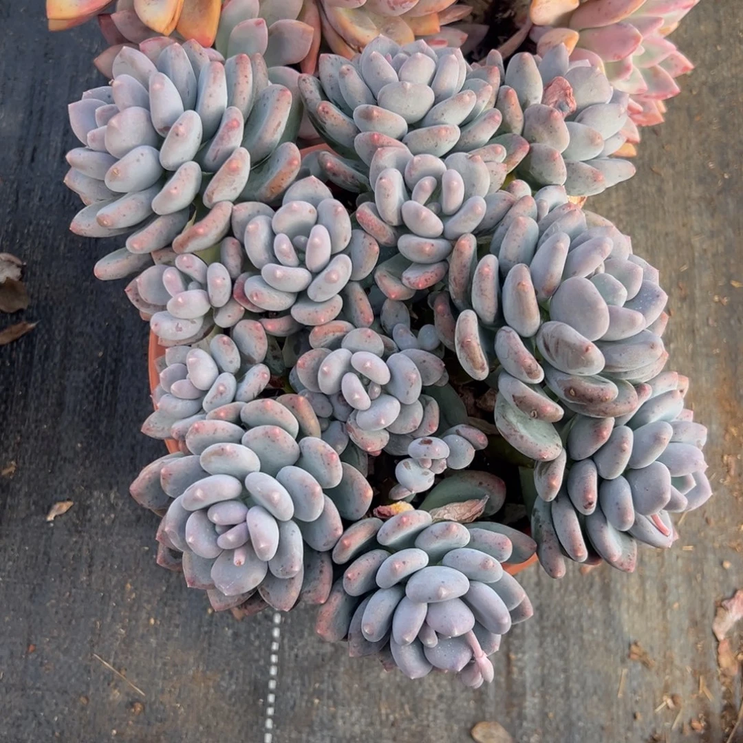 多肉大群咖啡美人【非偏远满18包邮】