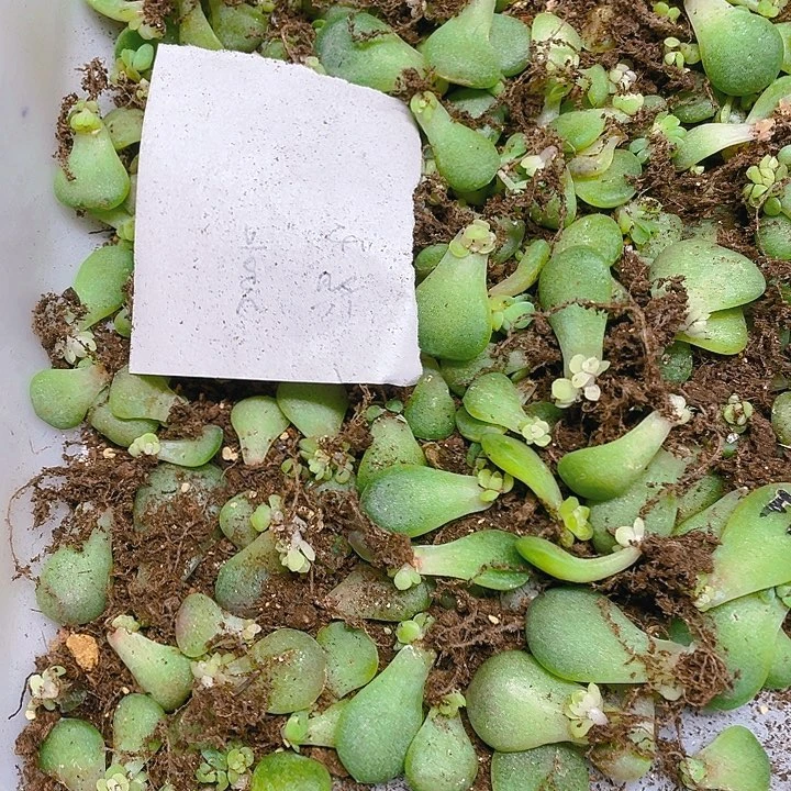 浮玉芝麻苗一个满25包邮