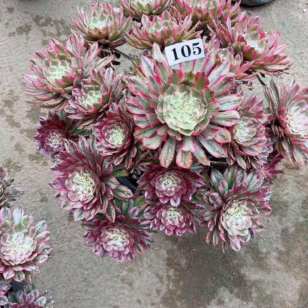 夏*。多肉植物105多肉