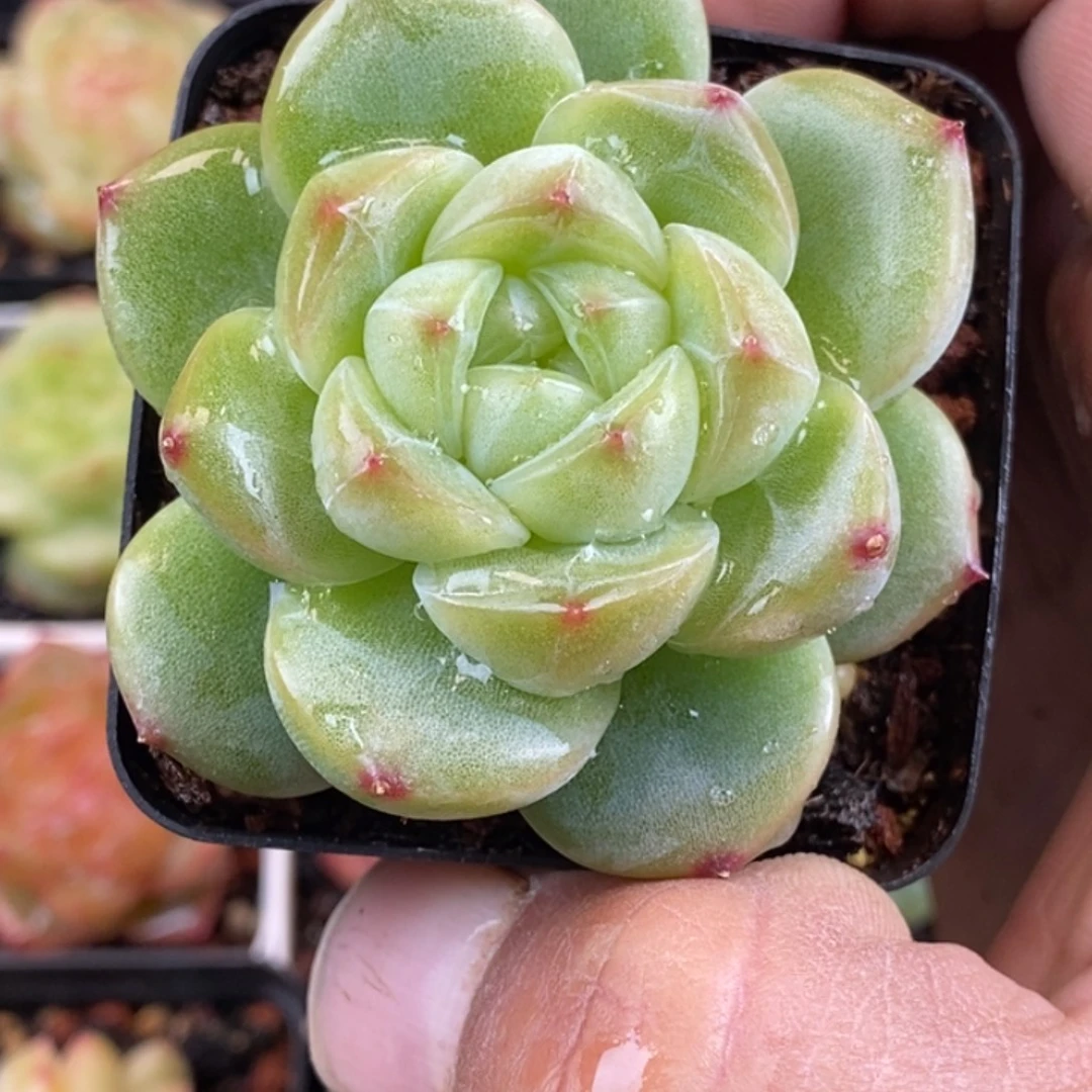 天官赐福百无禁忌