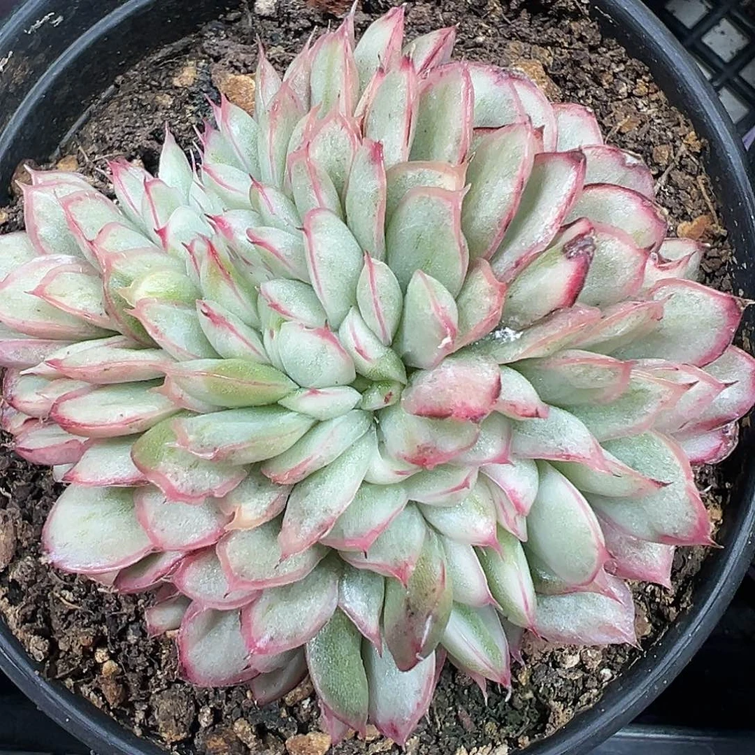 麦秆锦缀多肉植物