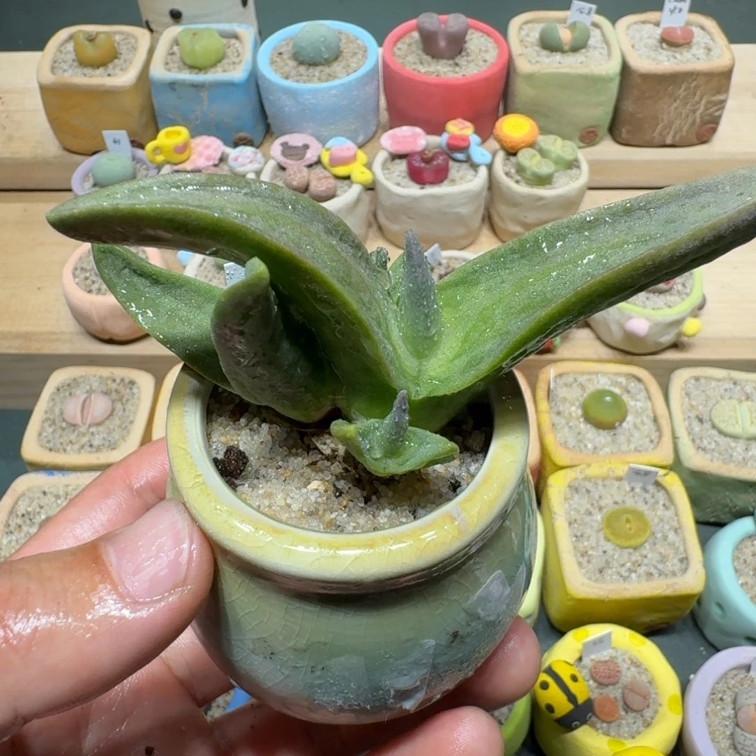 红陶蘑菇1205怪奇鸟